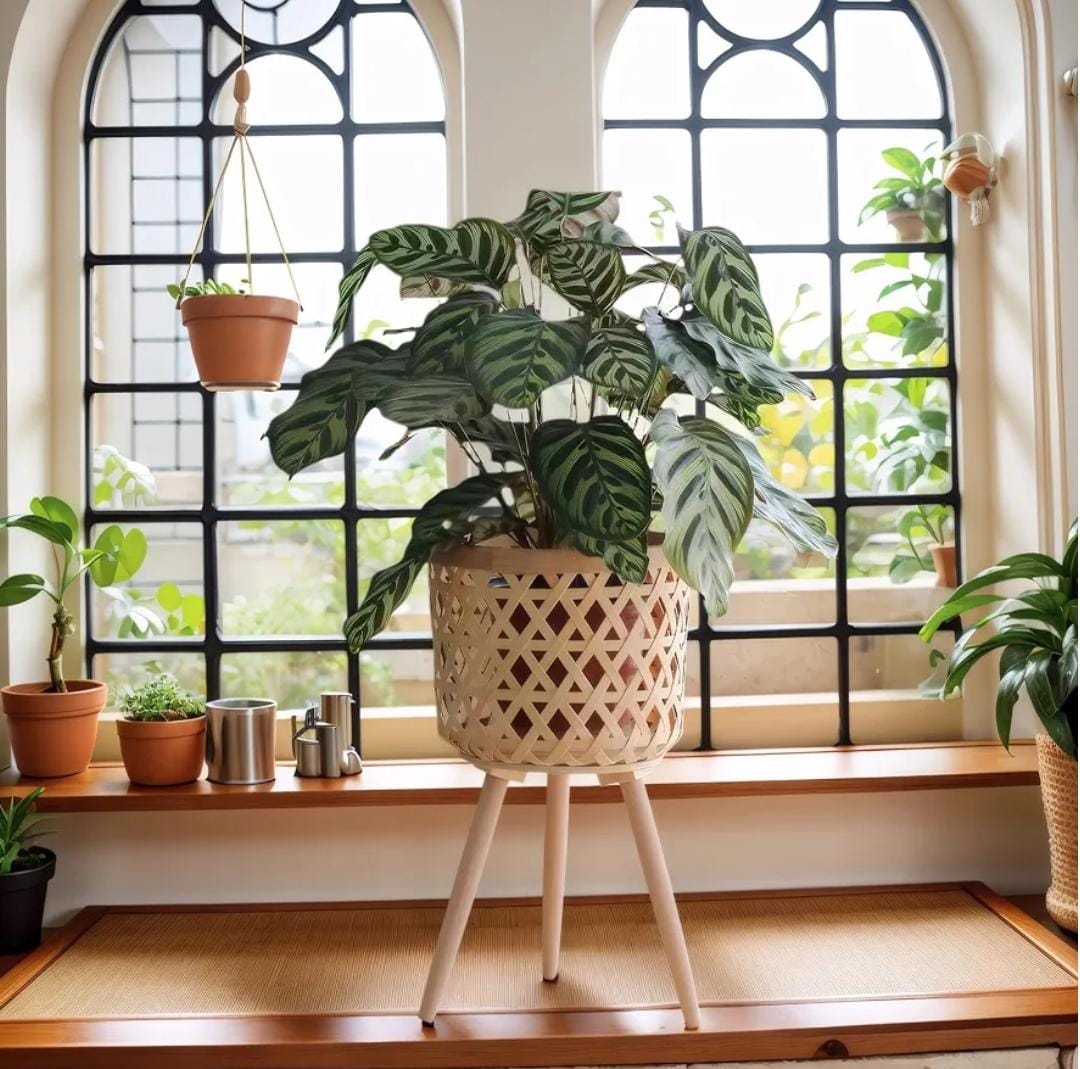 Boho Rattan plant stand